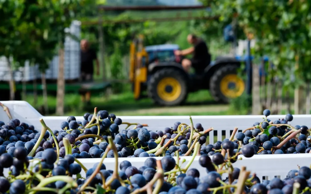 Raccontiamo la vendemmia