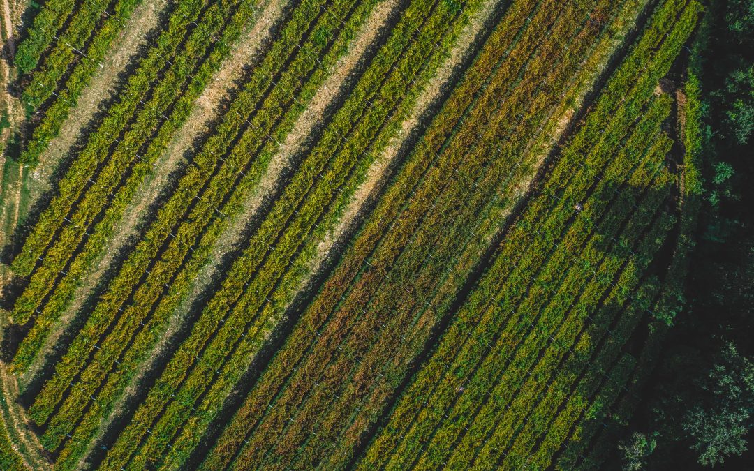 La Valpolicella è la storia di Scriani