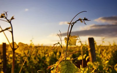 Arriva la primavera anche in vigna